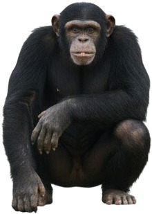 a chimpo sitting on the ground.jpg